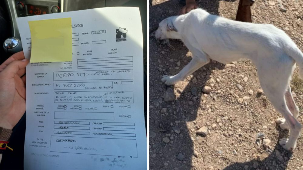 Un perro de caza desaparece cuando sus propietarios van a recogerlo a una protectora de animales