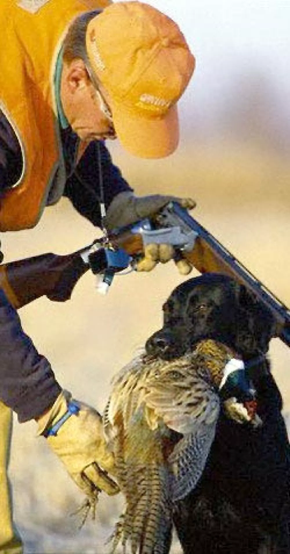 Un grupo de perros disparan a un cazador