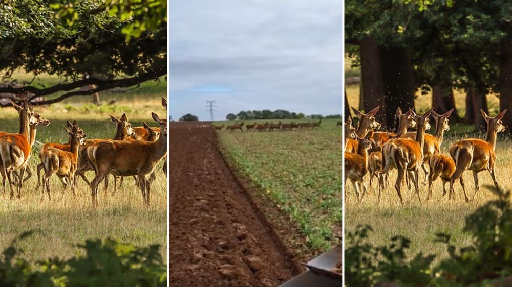 Graba cientos de ciervos desde su tractor mientras trabaja en labores agrícolas