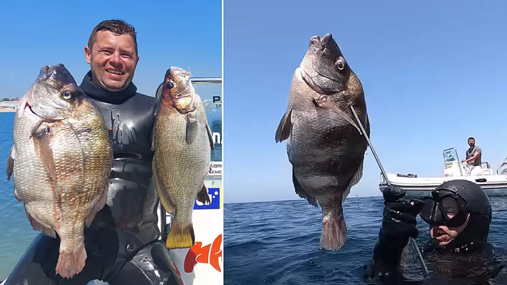 Pesca un enorme sargo de 4,4 kilos