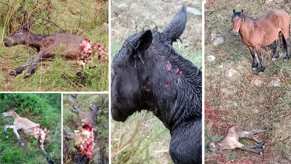 Decenas de potros son masacrados por los lobos en Cantabria
