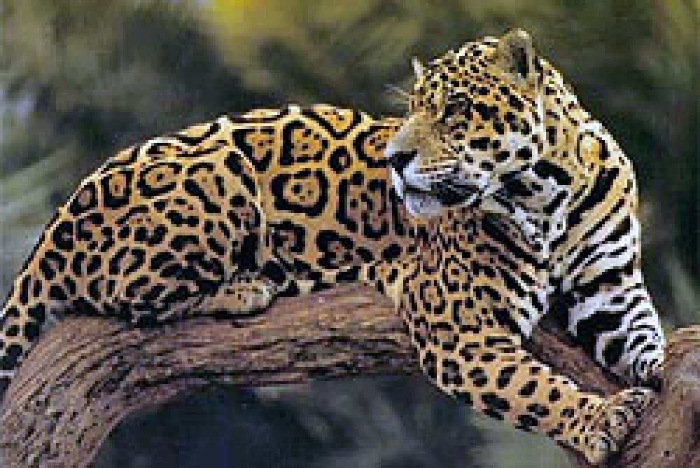 El gobierno peruano desmiente que se vayan a conceder permisos para cazar el jaguar