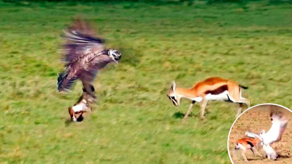 Una gacela embiste a una gran águila que se llevaba a su cría volando
