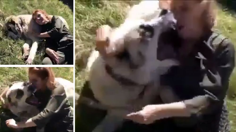 Un mastín reacciona mordiendo a una mujer que se había tumbado encima de él