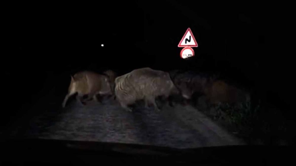 Jabalíes por la noche, el gran reto de la circulación vial