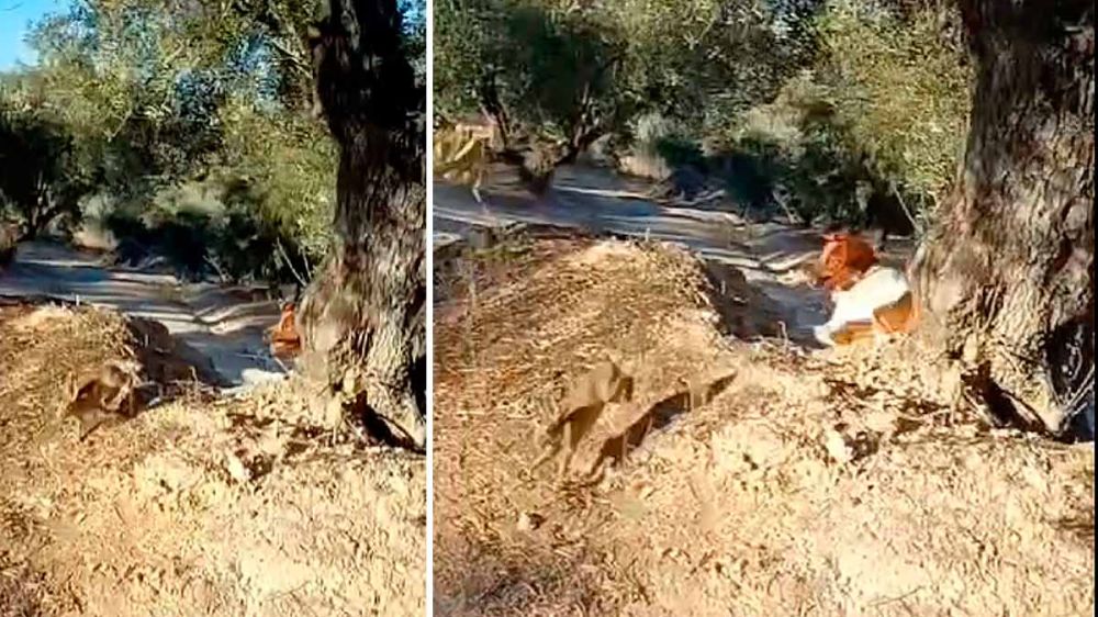 La caza del conejo con perros de muestra en tierra de olivos