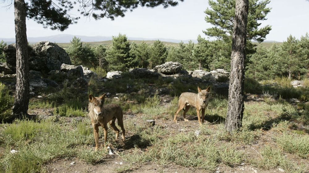 Los lobos de la Sierra de la Culebra, infectados de leishmania