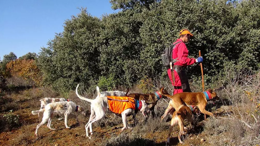 El PSOE frena en algunos puntos la ley de Protección Animal para defender la caza