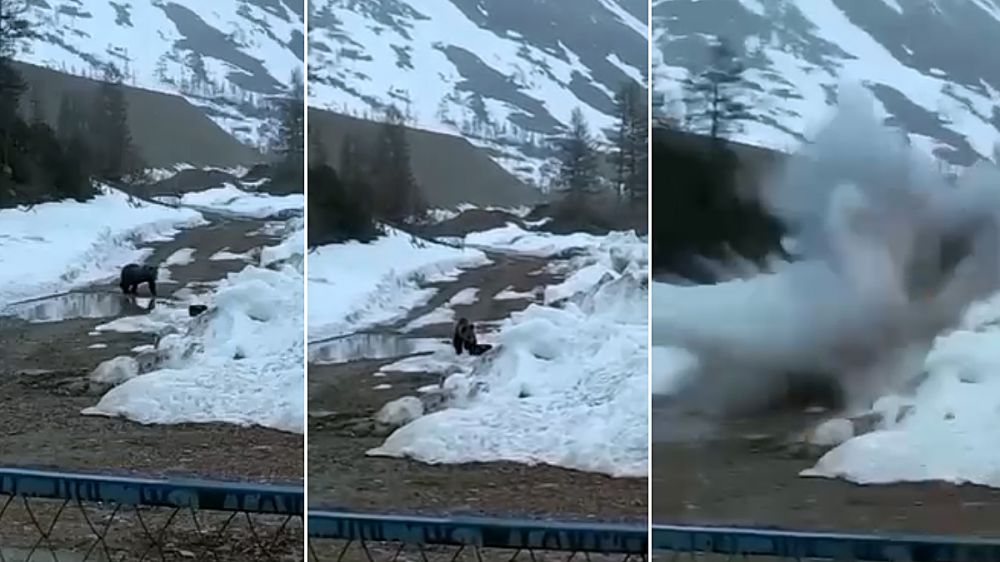 Durísimas imágenes de un oso volando por los aires al encontrar una mina explosiva