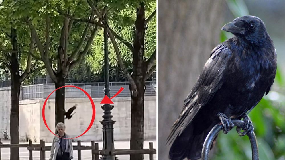 Los cuervos acosan y atacan a viandantes de un parque de París del que se han adueñado