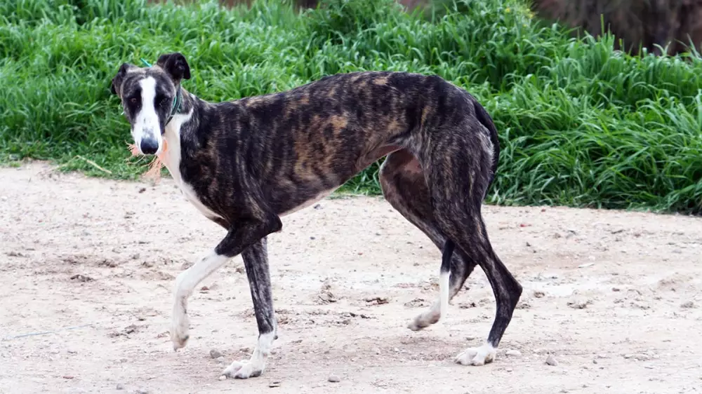 La Ley Animalista ignora la problemática de los perros robados en España
