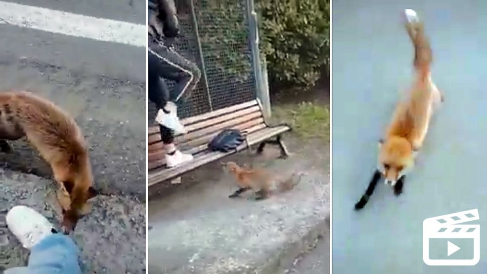 Un zorro ataca a dos niñas en la parada del autobús