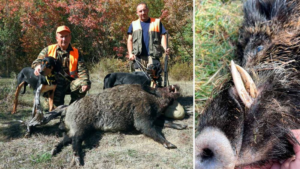 Un cazador de 74 años abate un jabalí de 200 kilos con unas impresionantes navajas