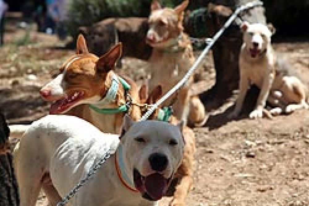 Un año más la Feria del Perro de Archidona cumple sus objetivos