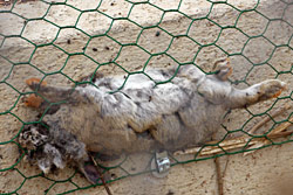 La FAC denuncia ante el Seprona el exterminio de conejos de las vías del AVE