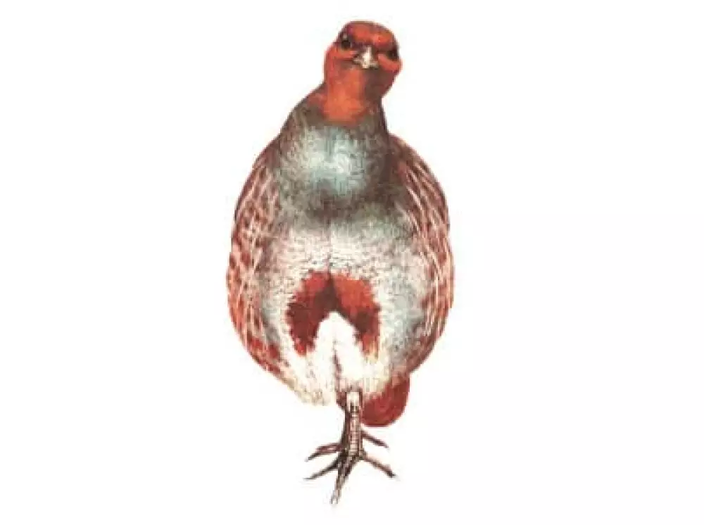 Perdiz Pardilla