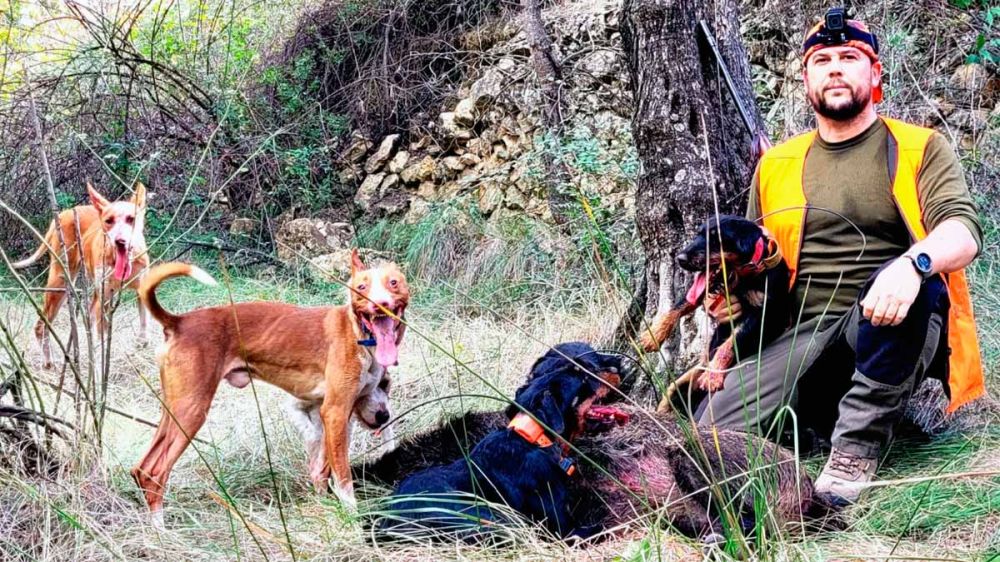 La caza al salto del jabalí con terriers y podencos andaluces