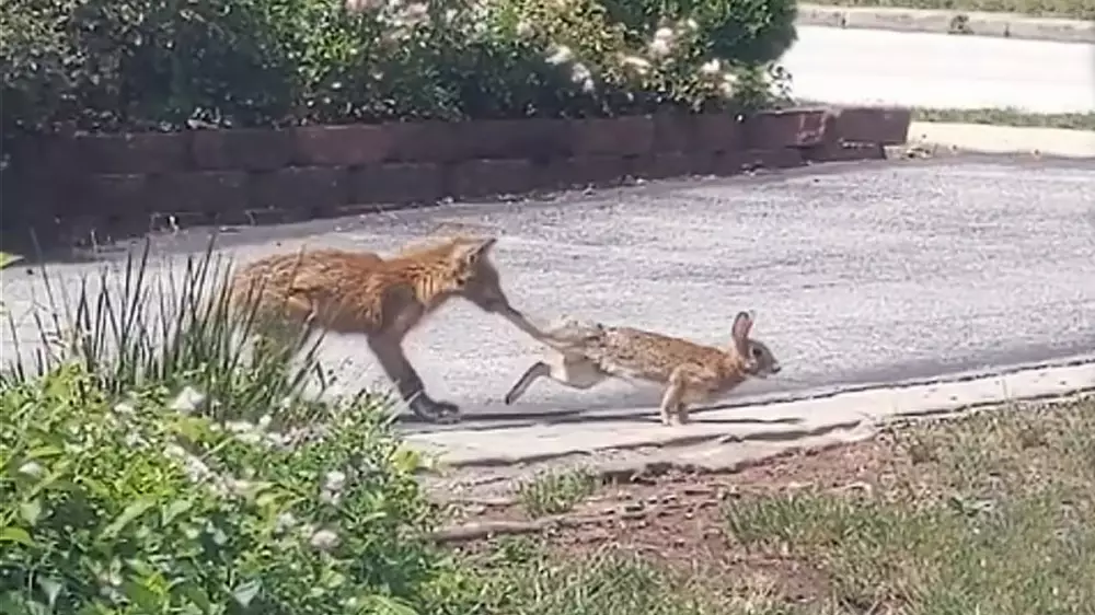 Un pequeño zorro captura un conejo en mitad del pueblo