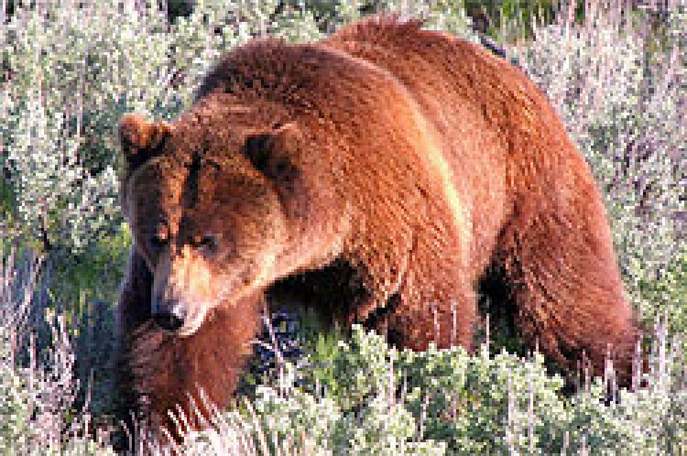 CITES prohíbe importar osos rusos a la Unión Europea
