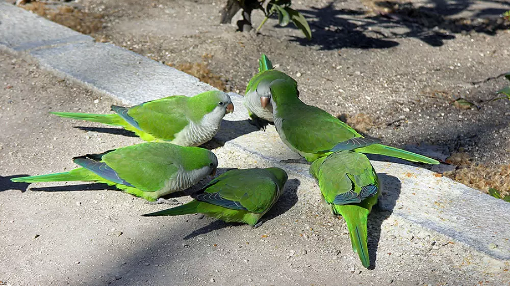 Las especies exóticas abandonadas pueden terminar en plaga