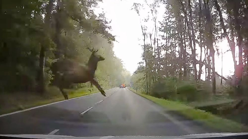 Un ciervo salta un coche para acabar atropellado por otro vehículo