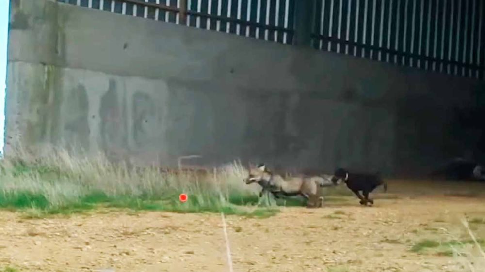 Caza de zorros en media veda con jagd terrier