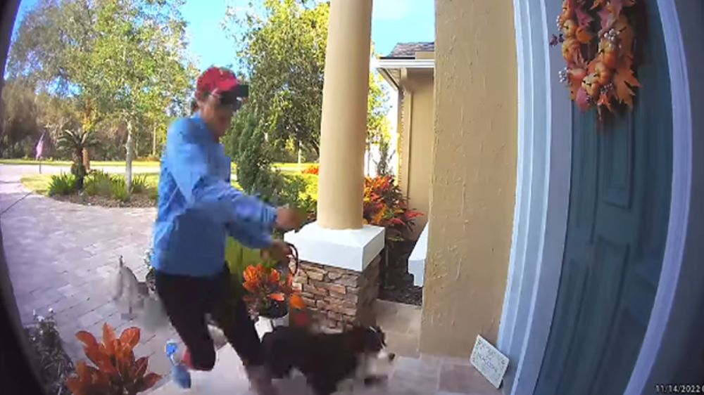 Un lince ataca a un perro que era paseado por su propietaria