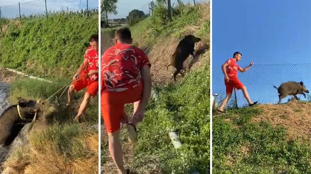 Así rescata una sola persona un gran jabalí atrapado en una balsa de riego