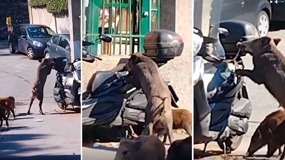 Un jabalí se come el sillín de una motocicleta