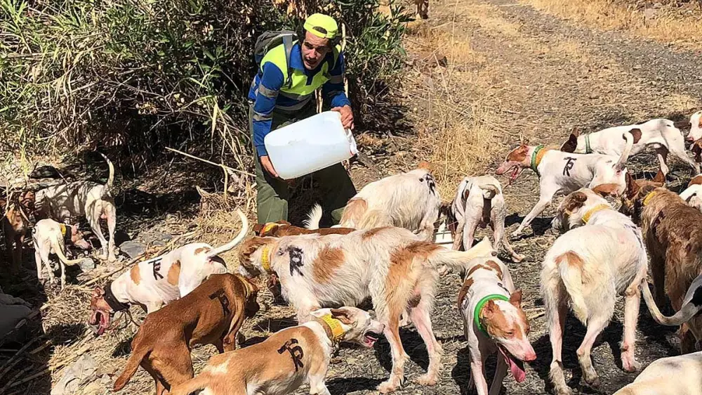 Agua para los perros de rehala: así se cuida a los canes al inicio de la temporada montera