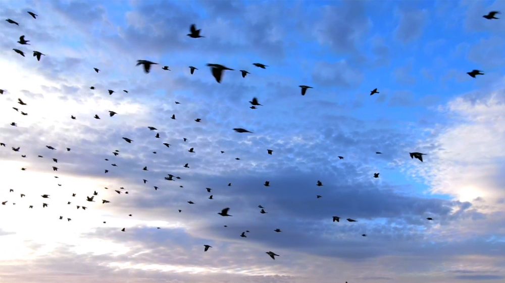 Un dron se cuela entre un bando de palomas torcaces y las graba en pleno vuelo al atardecer