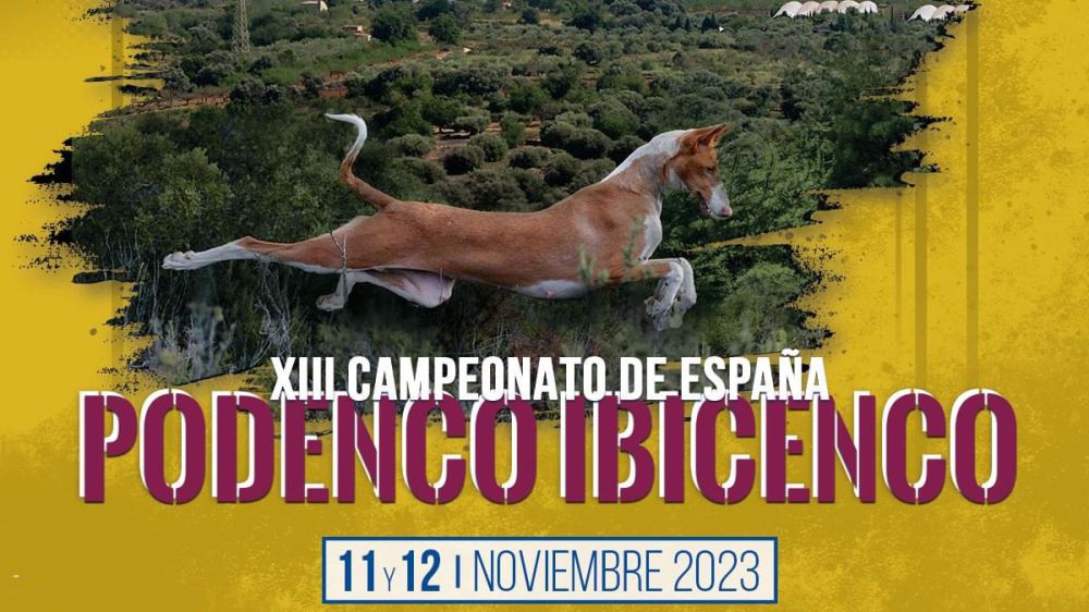 Alcalà de Xivert acoge el XIII Campeonato de España de Podenco Ibicenco