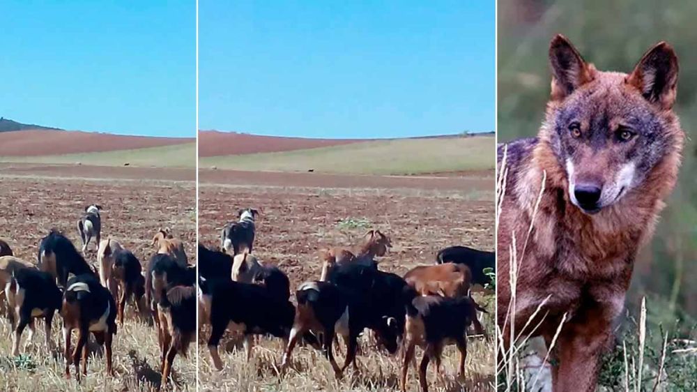 Un ganadero madrileño graba a un lobo solitario mientras estaba pastoreando su ganado en el Valle del Jarama