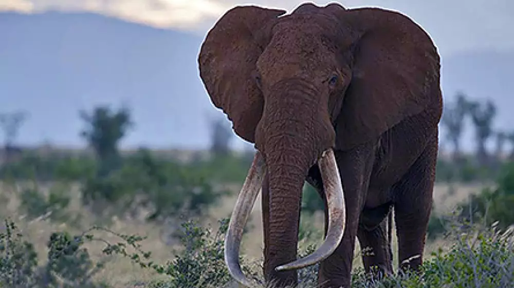 Satao, el último gran elefante