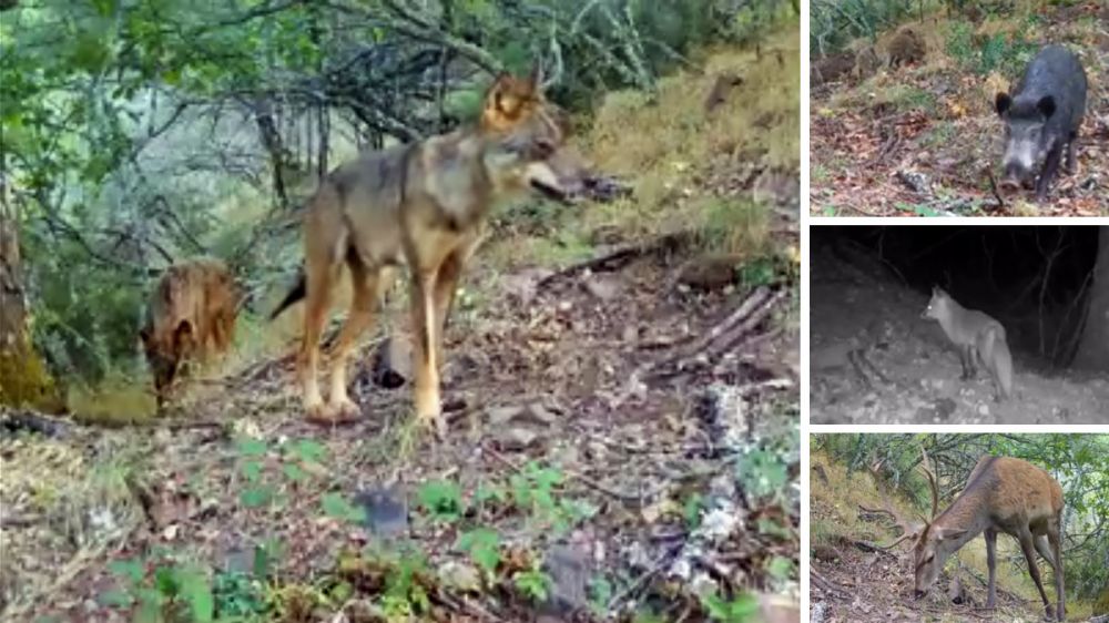 Lobos, ciervos, jabalíes… 14 especies animales grabadas por la misma cámara de fototrampeo