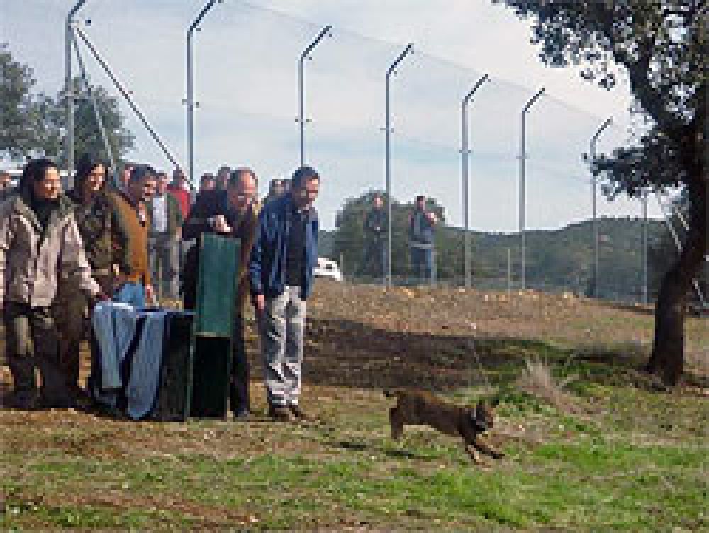 Liberados dos linces de cría en cautividad en Sierra Morena
