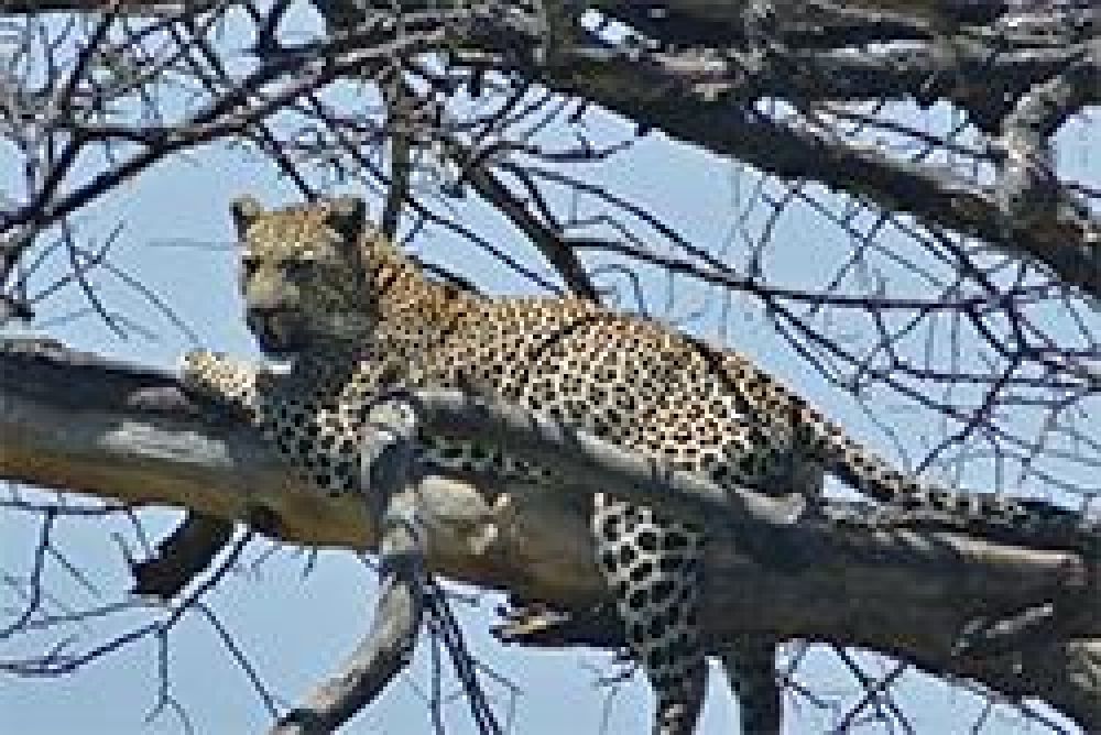 Sudáfrica prohíbe temporalmente caza de leopardos
