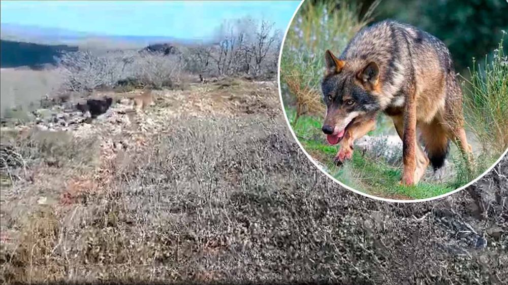 La milagrosa intervención de dos perros pastores evita un ataque de lobo en Palencia
