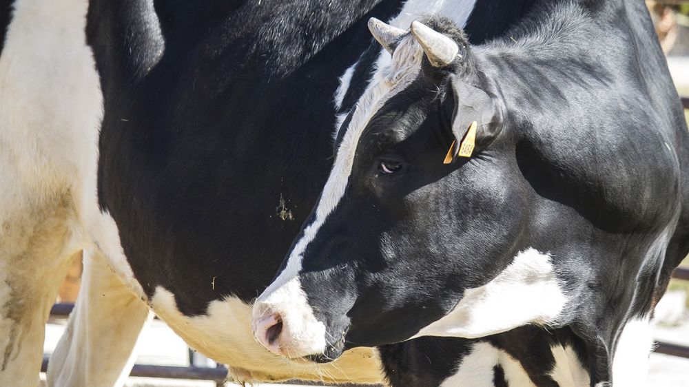 La ruina del campo español