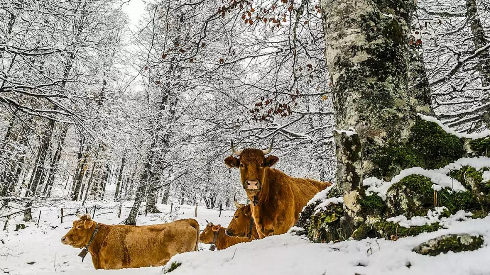 Cazadores ayudan a ganaderos para rescatar a cinco vacas atrapadas por las nevadas