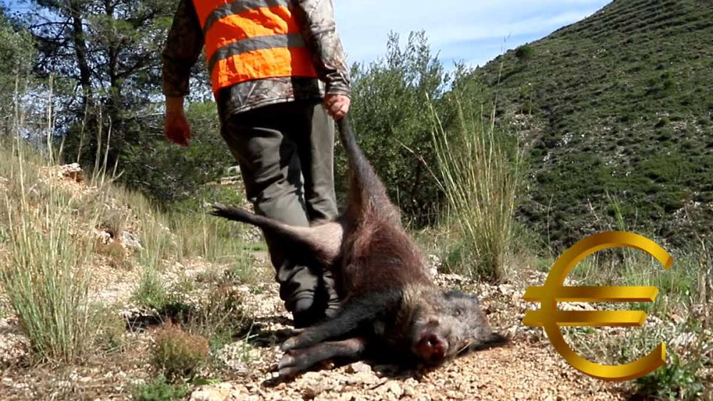 Entre 18 y 20 euros por jabalí abatido: la Administración paga más de medio millón de euros a los cazadores por controlar la densidad de la especie en Cataluña