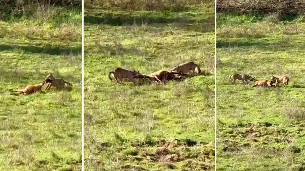 Un recechista sorprende a dos lobos pugnando por el cuerpo sin vida de una cabra preñada 