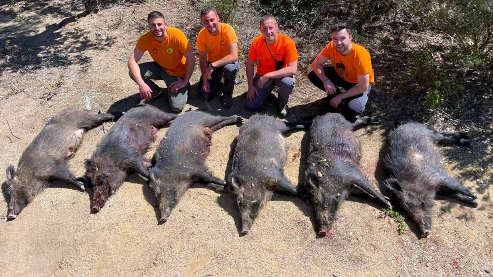 Un encuentro de jóvenes cazadores en Cataluña y 54 jabalíes abatidos en una zona de daños a la agricultura