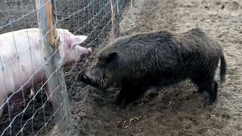 Un jabalí muerde un vallado para intentar entrar en el recinto de los cerdos