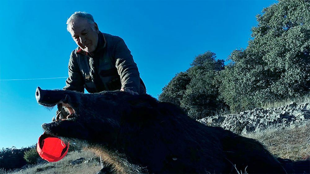 Con 76 años este cazador abate un impresionante jabalí