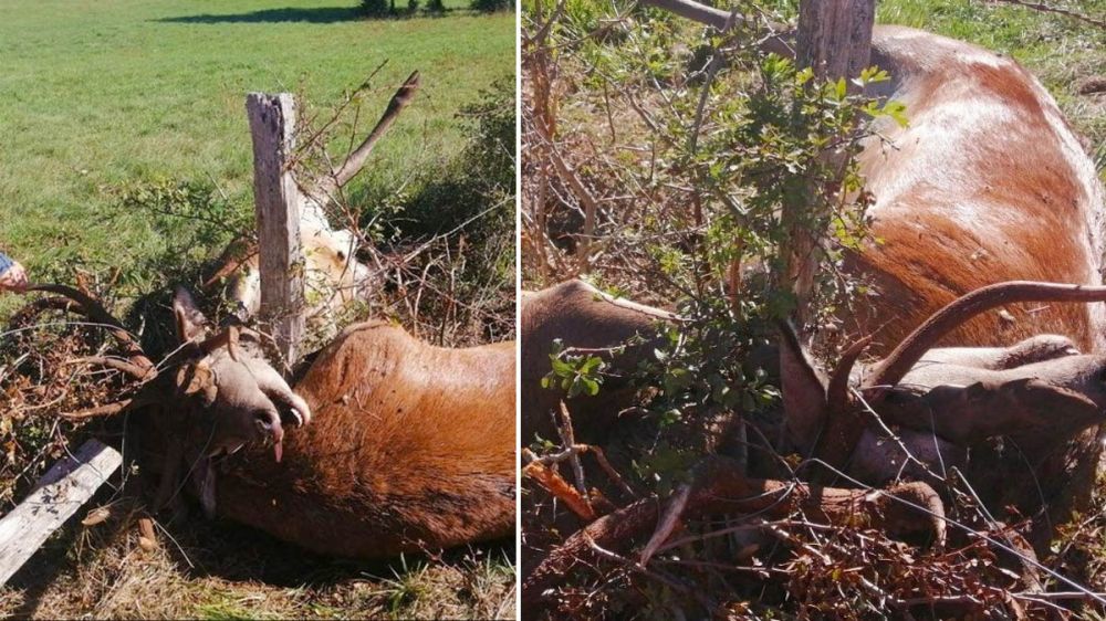 Dos grandes ciervos mueren durante una lucha en la época de celo