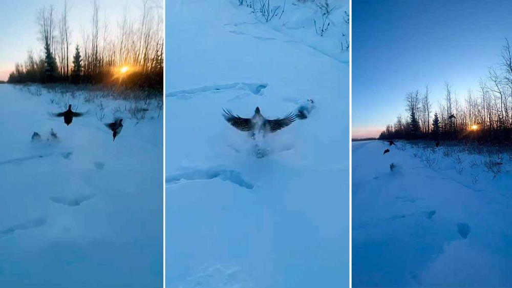 No te pierdas este impresionante vídeo de unas aves que caminan bajo la nieve dejando un claro rastro en el suelo blanco y que arrancan en vuelo cuando las descubren