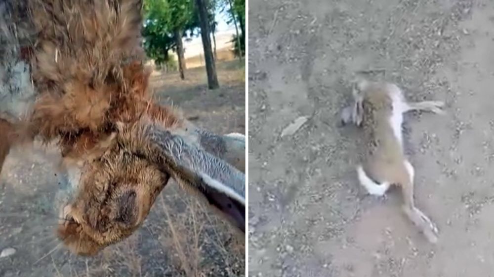 La mixomatosis continua matando las liebres en España