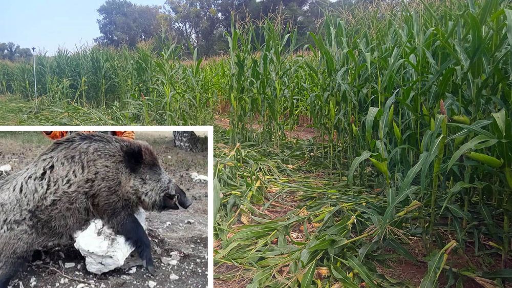 Batida por daños en un campo de maíz devastado por los jabalíes