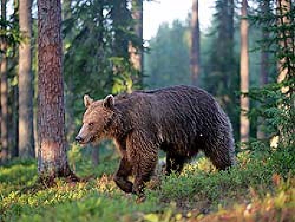 La caza de osos en Finlandia arranca con buenos números